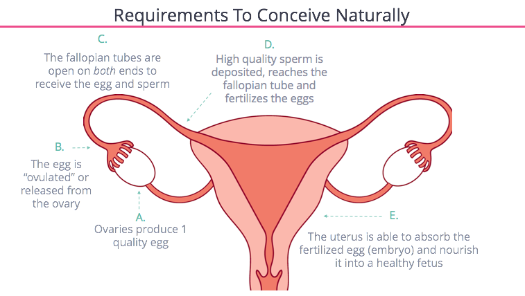 Requirements To Conceive Naturally 